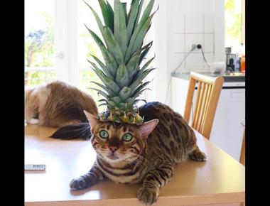 鳳梨酥, 蛋黃酥和綠豆椪的英文怎麼說?