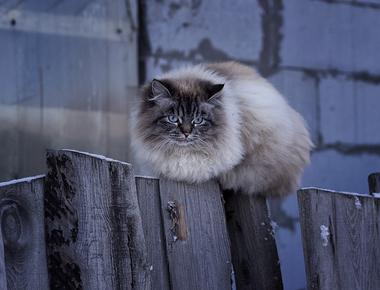 「on the fence」是什麼意思？