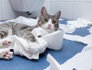 "廁所" 的正確英文說法