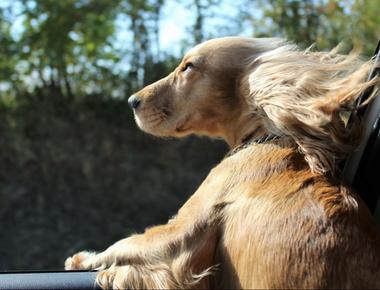 「兜風」的英文怎麼說？