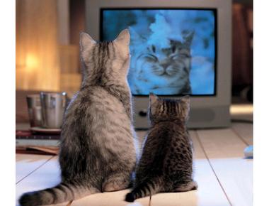 電視劇的「重播、停播」的英文怎麼說？