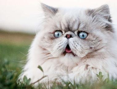 英文裡副詞的順序