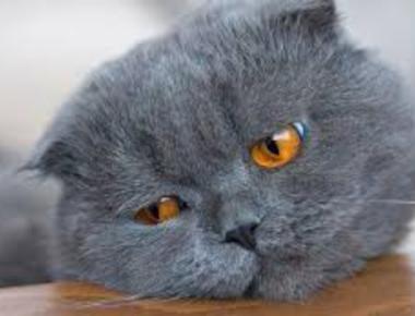 Describing Boredom in English: Ed and Ing Adjectives - Bored vs. Boring