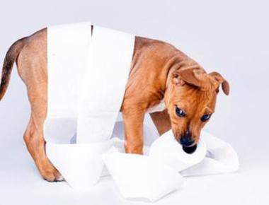 「house-broken」是什麼意思？