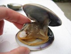 好用字: clammy