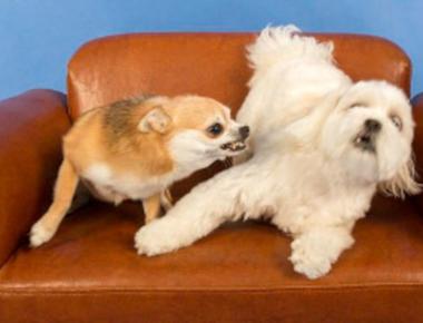 網路流行字：「diss」是什麼意思？