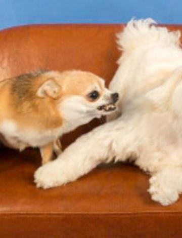 網路流行字：「diss」是什麼意思？