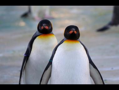 笑話 - Take the penguins to the zoo